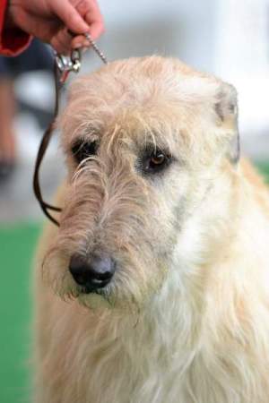 MVP České Budějovice