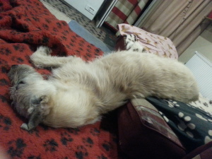 když spím tak spím