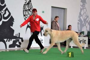 MVP České Budějovice