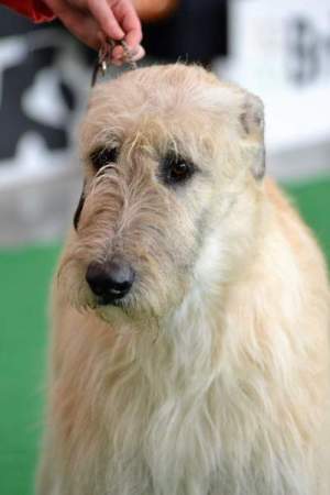 MVP České Budějovice