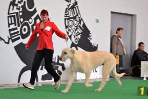 MVP České Budějovice