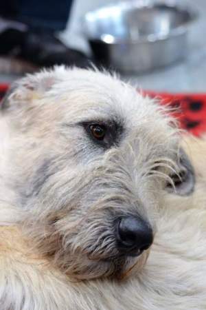 MVP České Budějovice